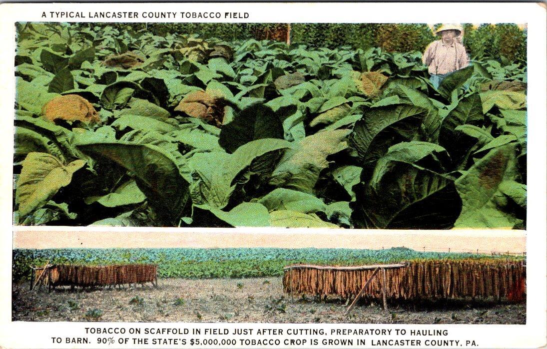 tobacco lancaster pa History — Demuth Museum of Art PA, Pennsylvania TOBACCO FIELD Crop/Scaffolding