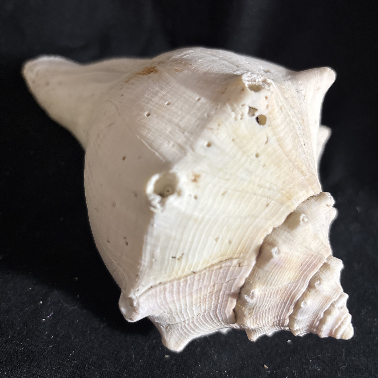 Fossilized Large Lightning Whelk Conch Sea Shell Pink Nautical Beach ...