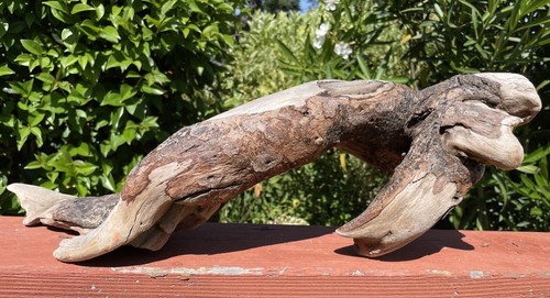 DRIFTWOOD Natural Freshwater TERRARIUM Aquarium DECOR Crafts 21" ARCH Thick BARK - Picture 3 of 16
