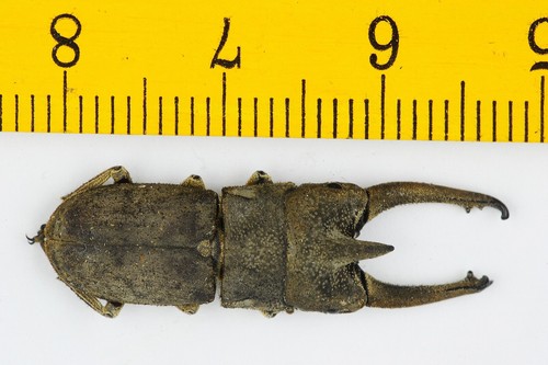 BEETLE - LUCANIDAE - Gnaphaloryx perforatus (29mm+) - MALAYSIA - 9847