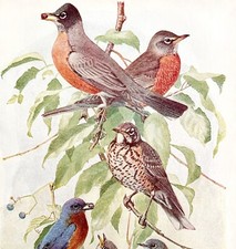 Robins And Bluebirds 1936 Bird Art Lithograph Color Plate Print DWU12A
