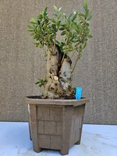 Old European Olive Bonsai Tree,,  SALE