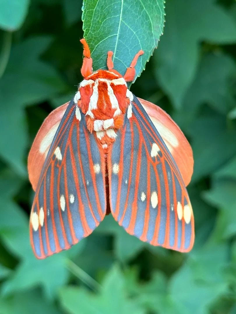 〜蛾/moth〜☆送料込み☆ MOTH products for sale | eBay