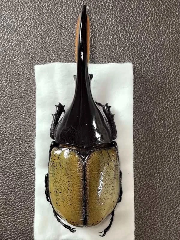 Beetle Collectibles for sale | eBay