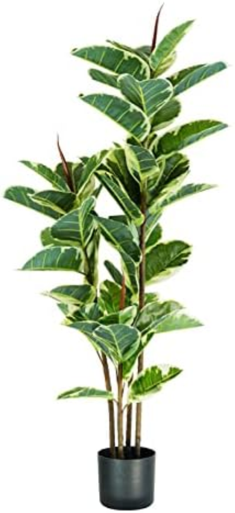 PIANTA FICUS ELASTICA H. 145 cm 54 FOGLIE