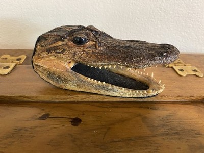 Taxidermy REAL Alligator Head Crocodile 5-1/4'' Florida