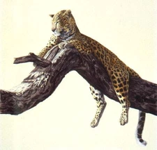 Simon Combes Chui - Leopard Artist's Proof Hand Drawn Lithograph