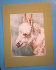 11" x 14" Matted 8" x 10" Print of Painting Adorable Young White Burro Donkey