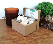 150g Mixed Natural Seashells Crafts Decor Fish Tank Aquarium in Presentation Box