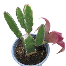 Stapelia grandiflora Succulent Plant