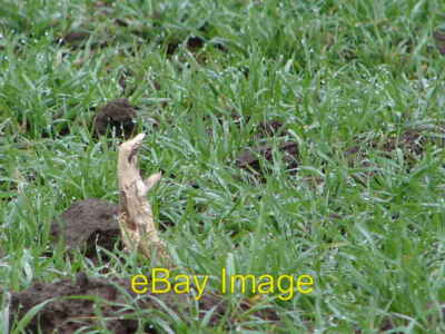 Foto 6x4 Ist es ein Vogel? Moorends It's auch kein Flugzeug sondern ein Pecu c2007