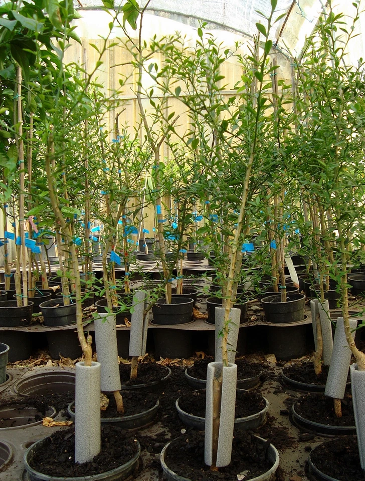 FINGER LIME. CITRON CAVIAR C-22 !!!OFERTA!!! - Imagen 4 de 4