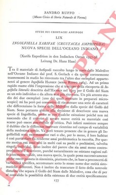 RUFFO Sandro - Studie über amphipoden Krebstiere. Ingolfiella xarifae (Crustacea Am