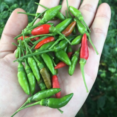 Bird Pepper Thai Chili Prik Kee Noo Chia Tai 600 Seeds / 5packs Free
