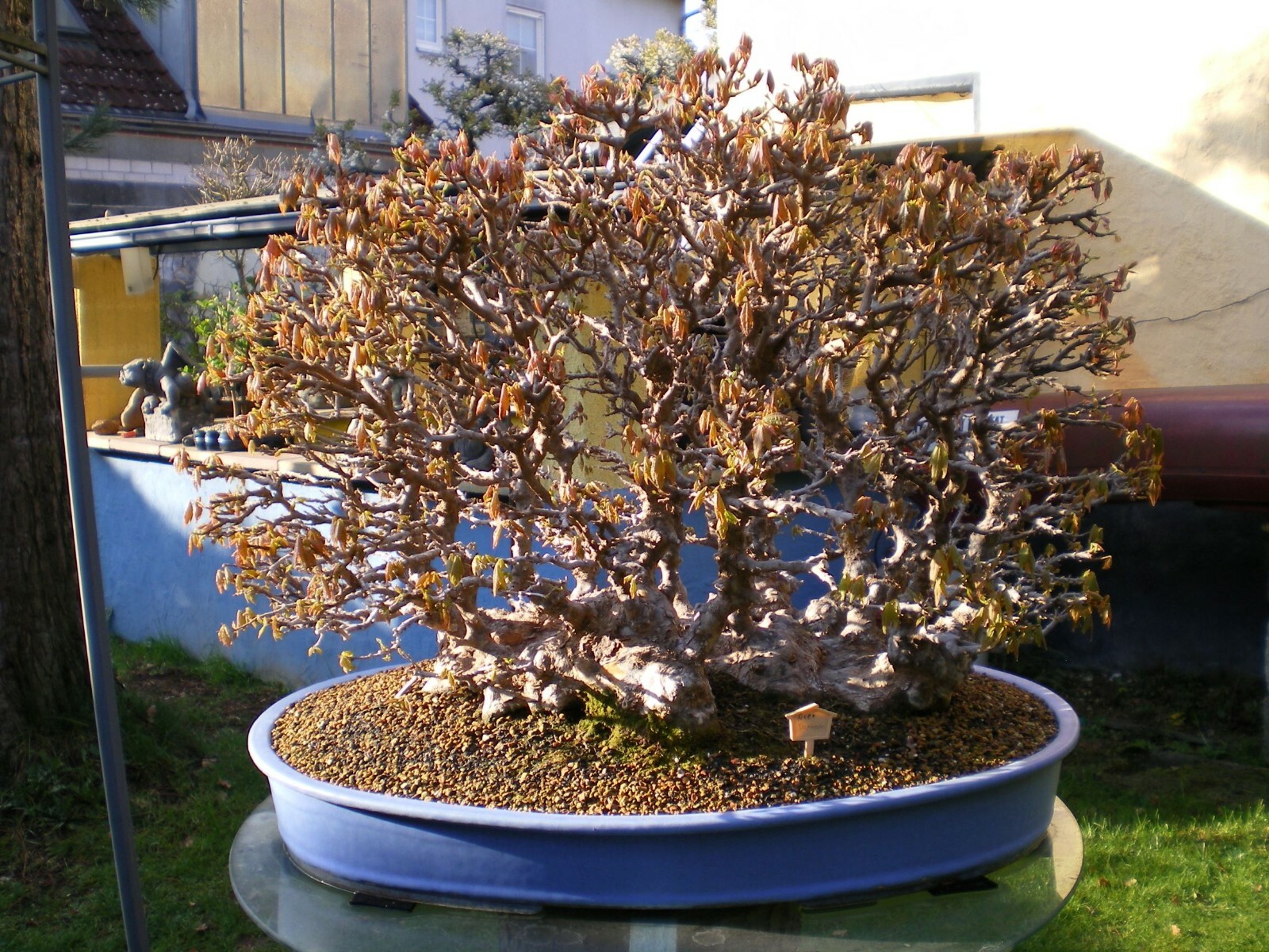 BONSAIalter japanischer Dreispitzahorn als Floßform 92 Jahre alt Solitär eBay