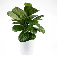 Fiddle Leaf Fig Indoor Plant in 10 In. Decor Pot, Avg. Shipping Height 1-2 Ft. T