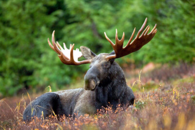 Moose Deer Forest Nature Art Wall Indoor Room Outdoor Poster - POSTER 20x30