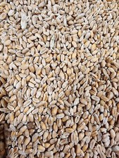 0,69€/kg) Weizen 25 kg Futterweizen Geflügelfutter Nager Karpfenfutter