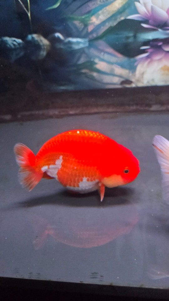 Live Goldfish Thai Ranchu Male 4.8