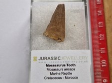 FOSSIL MOSASAURUS TOOTH -EXTINCT CROCODILE 2.6cm - Morocco - Cretaceous