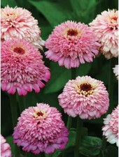 Zinnia Seeds 50 Zinnia Cup Cakes Pink Cut Flower Seeds