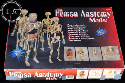 Vintage Interactive Paradise Human Anatomy Male Model | eBay