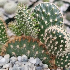 Opuntia parryi serpentina cristata cactus Cacti Succulent real live plant