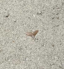Micro-Fossil Shark Tooth - Carcharhinus Sp - Sharktooth Hill: Bakersfield, Ca