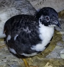 18  Button Quail Hatching Eggs