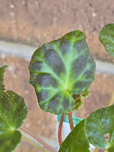Begonia luzhaiensis rare terrarium, greenhouse plant Multi Planted - Picture 6 of 13