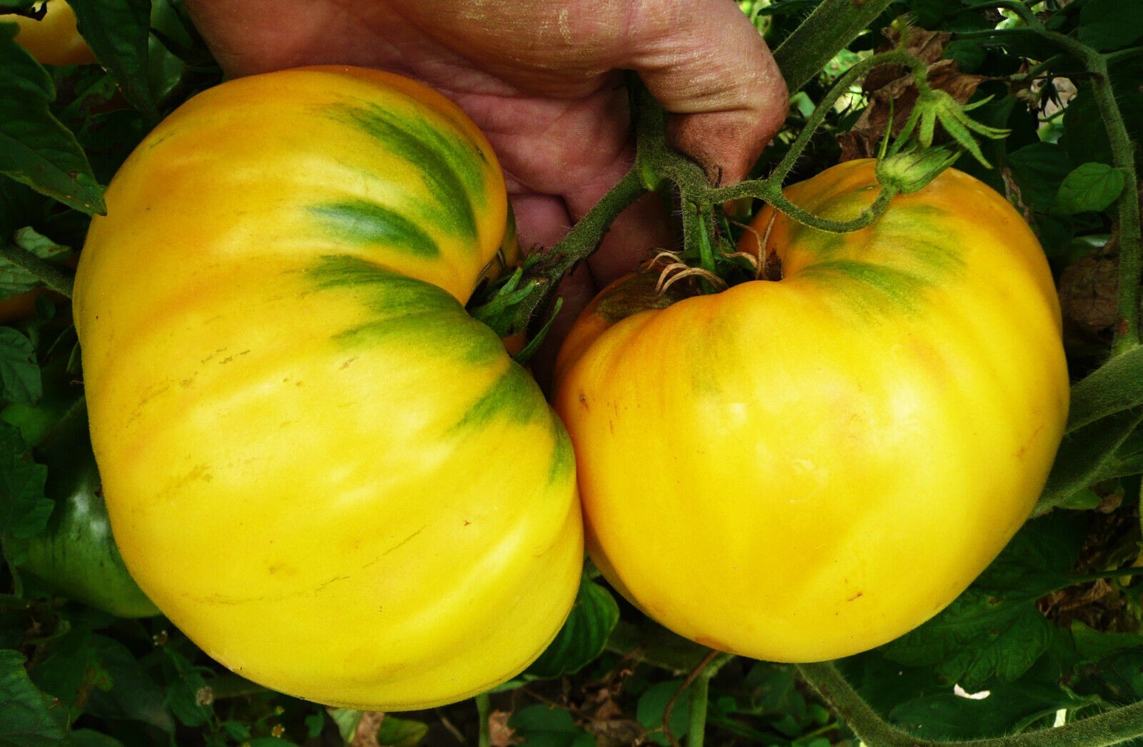 Limonnij Gigant Tomato - Limones Gigantes - Más de 5 Semillas - Semillas - P 126