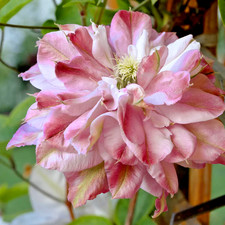 Clematis Multi PINK in 9cm Pot - Perennial Climbing Plant, FREE DELIVERY