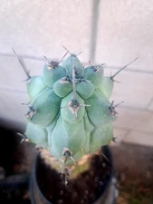Myrtillocactus Fukurokuryuzinboku Blue Plant 17H Mature Size