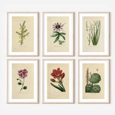 Set of 6 Antique￼ Repro￼ FLORAL ILLUSTRATION ART PRINTS picture Home - A4 Sized