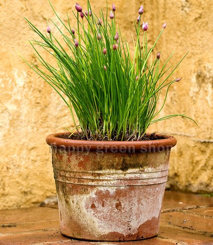 CHIVES BOHEMIA - 1000 HERB SEEDS - HARDY PERENNIAL - OVERWINTERING - Picture 4 of 8