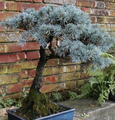 bonsai zchten eiche Bonsai Eiche  Bonsai winkel