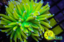 BEC Purple Tip Banana Grail Torch Euphyllia HG WYSIWYG Live Coral Frag LPS Rare