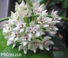 Hoya AUSTRALIS 'BROOKFIELD'  - Newly rooted shown in 4" pot