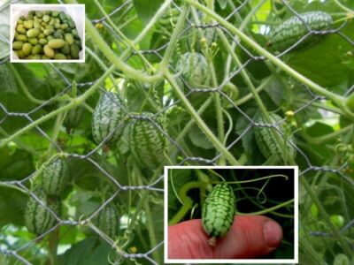 Jetzt pflanzen KletterKürbis Kletterpflanzen Obst Gemüse für den