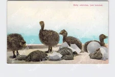 PPC Postcard CA California Baby Ostriches Just Hatched