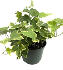 Golden English Ivy - Live Plants in 6 Inch Pots - Hedera Helix - Beautiful...