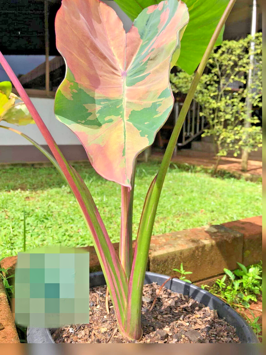Colocasia New Hybrid 
