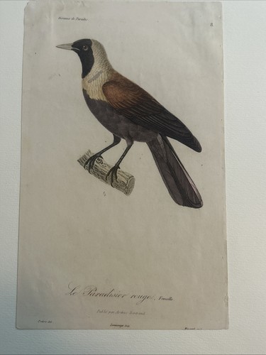 Ornitologia Acquaforte”uccello rosso del paradiso”Arthus-Bertrand, Paris, 1835 - Picture 6 of 6