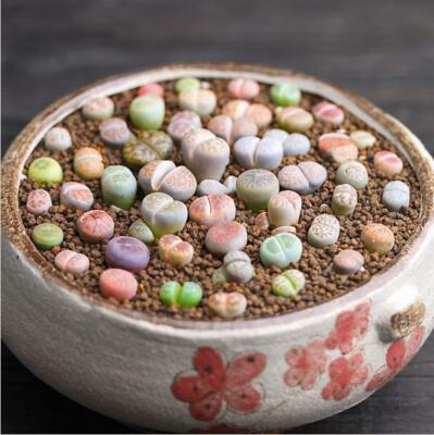 Lithops Optica Rare Mesembs Exotic Succulent Living Stones Cactus 100 Seeds  | eBay