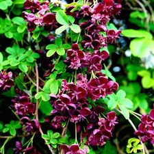 CHOCOLATE VINE SEEDS "3-LEAF" (A. trifoliata) Hardy Fruit Flower Climber Plant