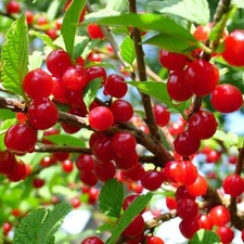 1 DORMANT Nanking bush red cherry, rooted plant. Zones 2-7  Prunus tomentosa