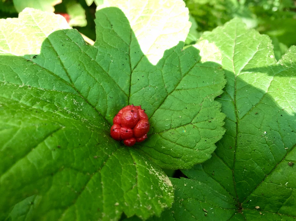 Goldenseal - Package Of 25 Hydrastis Canadensis Perennial Bare Root Live Plant - Image 4 of 4