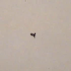ILLINOIS 3/0 SIZE, 976 CANNON PINION MODEL 3-4   ---   BB-30