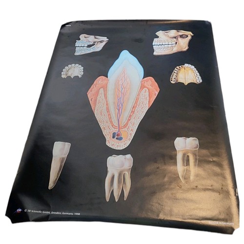 Large 3B Scentific GmbH Dental Poster Casing Mandible Tooth Profile 120 x 85 cm - Afbeelding 7 van 20