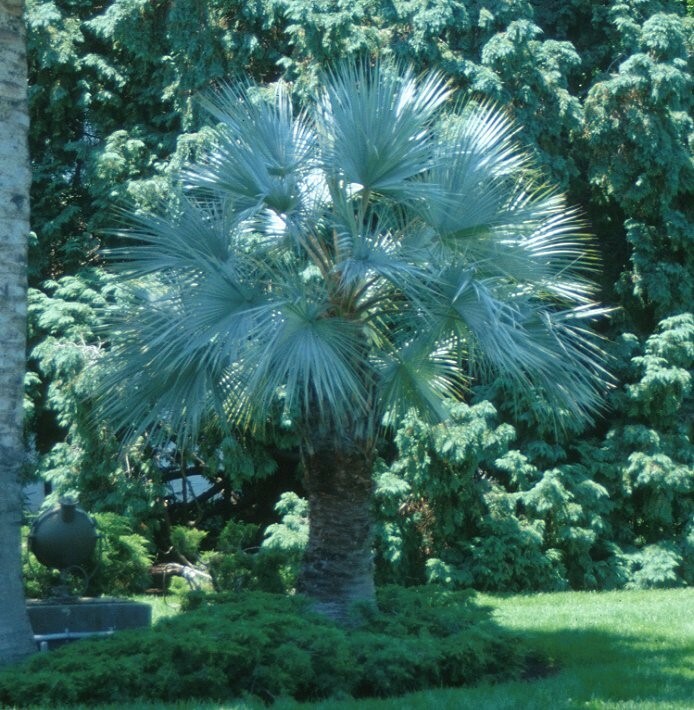 Brahea armata | Blue Hesper & Mexican-Blue Fan Palm | Gray
